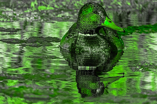 Soaked Mallard Duck Casts Pond Water Reflection (Green Tone Photo)