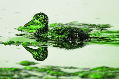 Soaked Mallard Duckling Swimming Past Algae (Green Tone)