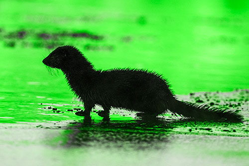 Soaked Mink Contemplates Swimming Across River (Green Tone Photo)
