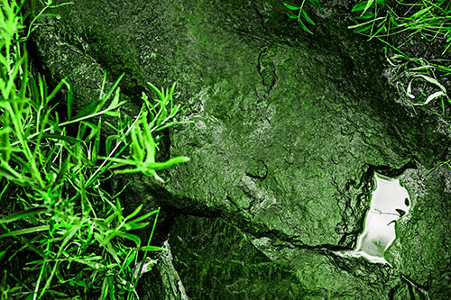 Soaked Puddle Mouthed Rock Face Among Plants (Green Tone Photo)