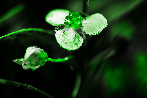 Soaking Wet Frogbit Flower Dew (Green Tone Photo)