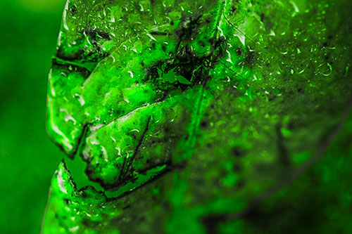 Soaking Wet Smiling Decayed Leaf Face (Green Tone Photo)