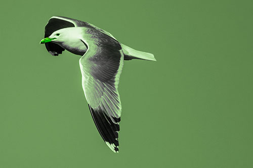 Soaring Seagull Circling Above Lake (Green Tone)