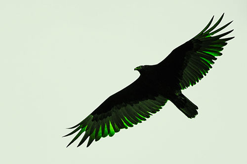Soaring Turkey Vulture Flying Among Sky (Green Tone Photo)