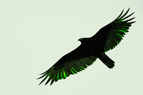 Soaring Turkey Vulture Flying Among Sky (Green Tone)