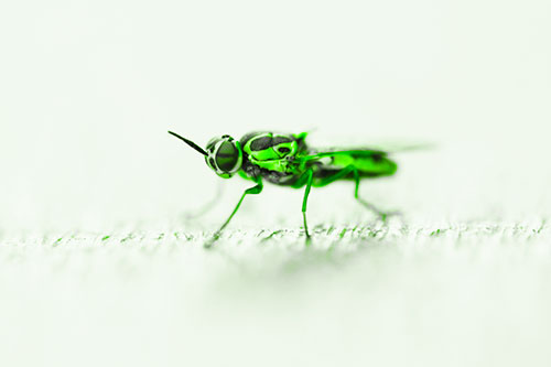 Soldier Fly Standing Still Among Light (Green Tone)