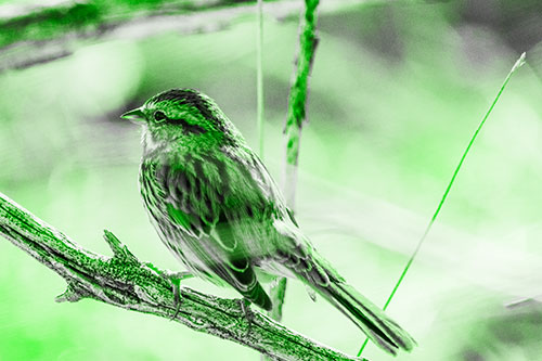 Song Sparrow Overlooking Water Pond (Green Tone Photo)