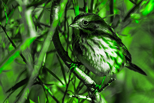 Song Sparrow Perched Along Curvy Tree Branch (Green Tone Photo)