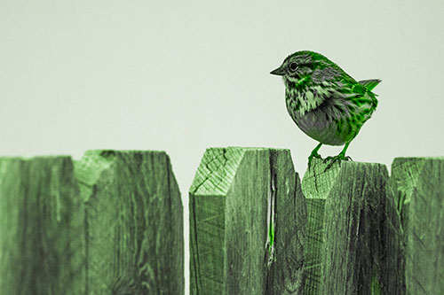 Song Sparrow Standing Atop Wooden Fence (Green Tone Photo)