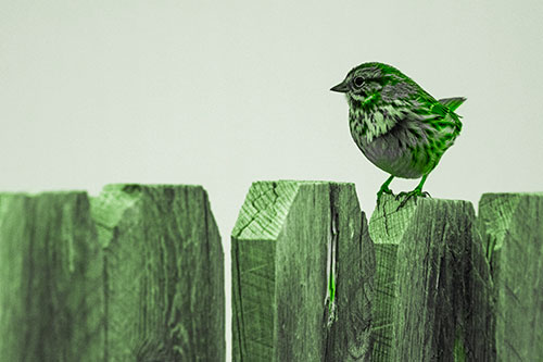Song Sparrow Standing Atop Wooden Fence (Green Tone)