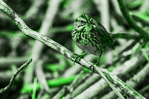 Song Sparrow Surfing Broken Tree Branch (Green Tone Photo)