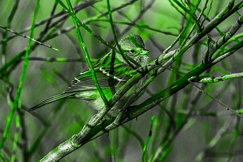 Song Sparrow Watches Sunrise Among Tree Branches (Green Tone Photo)