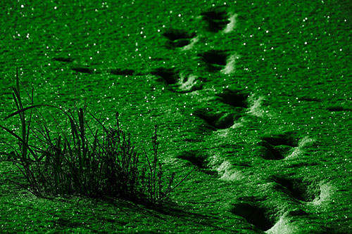 Sparkling Snow Footprints Across Frozen Lake (Green Tone Photo)
