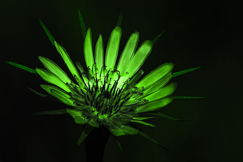 Spiky Salsify Flower Gathering Sunshine (Green Tone Photo)