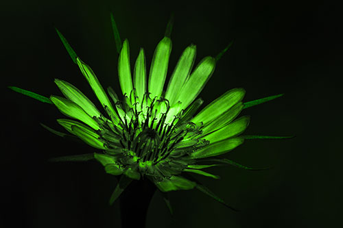 Spiky Salsify Flower Gathering Sunshine (Green Tone)