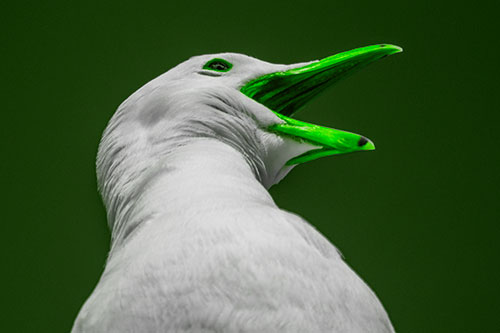 Squawking Seagull Calling Out To Others (Green Tone)