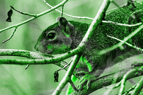 Squirrel Climbing Down From Tree Branches (Green Tone Photo)