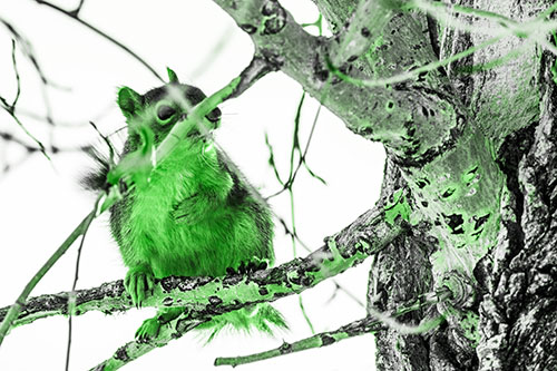 Squirrel Grabbing Chest Atop Two Tree Branches (Green Tone Photo)