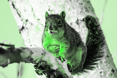 Squirrel Grasping Chest Atop Thick Tree Branch (Green Tone Photo)