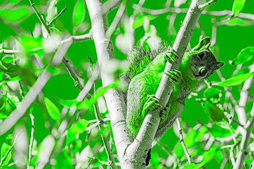 Squirrel Gripping Ahold Of Tree Branch (Green Tone)