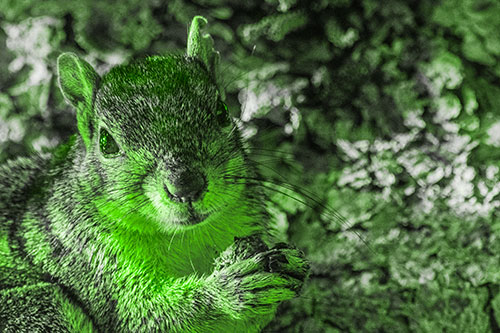 Squirrel Holding Food Atop Tree Branch (Green Tone Photo)