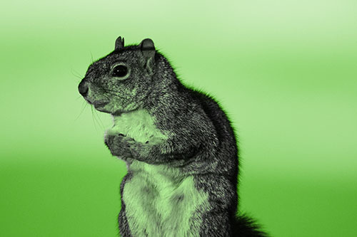 Squirrel Holding Food Tightly Amongst Chest (Green Tone Photo)