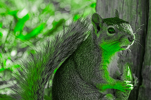 Squirrel Holding Watermelon Slice Glancing Sideways (Green Tone)