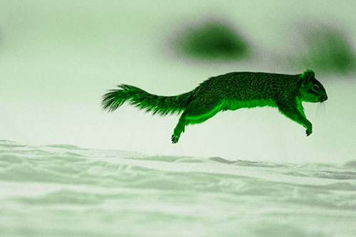 Squirrel Leap Flying Across Snow (Green Tone Photo)