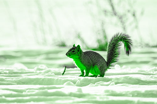 Squirrel Observing Snowy Terrain (Green Tone Photo)