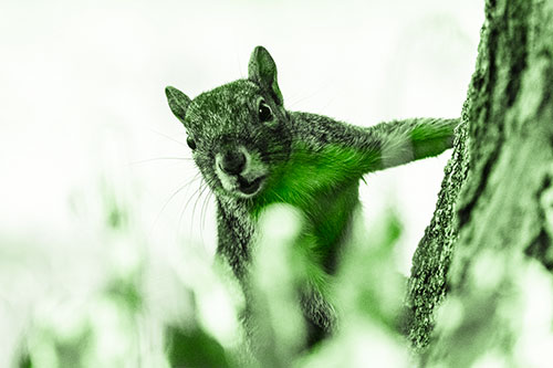 Squirrel Peeks Around Tree Base (Green Tone Photo)