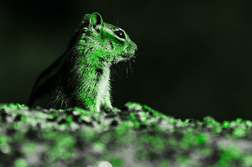 Squirrel Piques Distant Interest (Green Tone Photo)