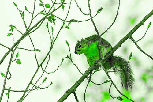 Squirrel Sits Among Sprouting Tree Branches (Green Tone)