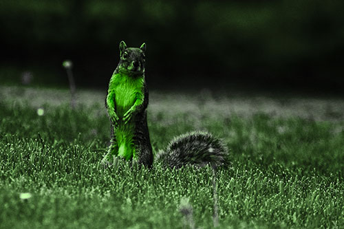 Squirrel Standing Atop Fresh Cut Grass On Hind Legs (Green Tone Photo)