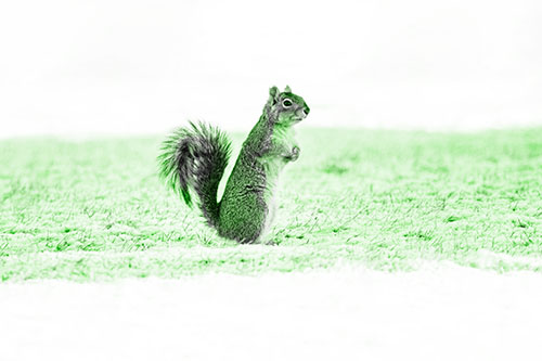 Squirrel Standing On Snowy Patch Of Grass (Green Tone Photo)