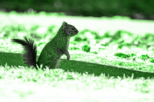 Squirrel Standing Upwards On Hind Legs (Green Tone Photo)