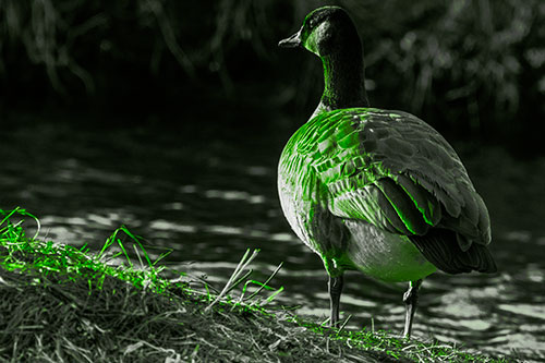 Standing Canadian Goose Looking Sideways Towards Sunlight (Green Tone)