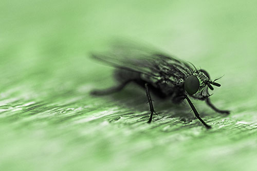 Standing Cluster Fly Resting Atop Wood (Green Tone)