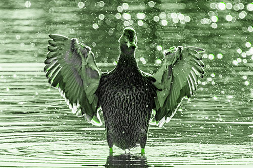 Standing Mallard Duck Flapping Wings Among Shore (Green Tone)