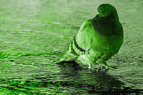 Standing Pigeon Gandering Atop River Water (Green Tone)