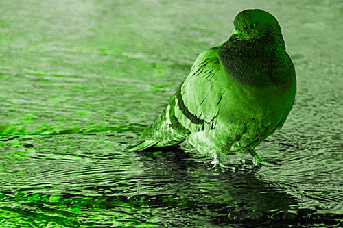 Standing Pigeon Gandering Atop River Water (Green Tone Photo)