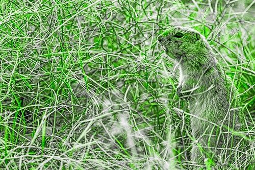 Standing Prairie Dog Snarls Towards Intruders (Green Tone Photo)