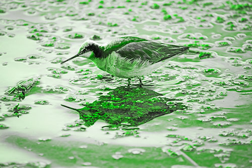 Standing Sandpiper Wading In Shallow Algae Filled Lake Water (Green Tone Photo)