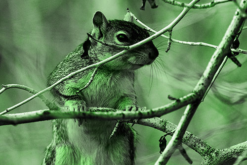 Standing Squirrel Peeking Over Tree Branch (Green Tone Photo)
