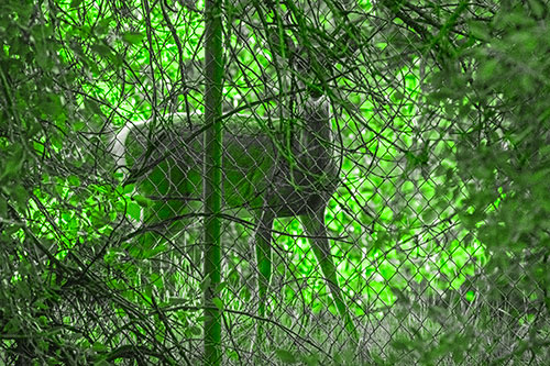 Startled White Tailed Deer Freezes Behind Chain Link Fence (Green Tone)