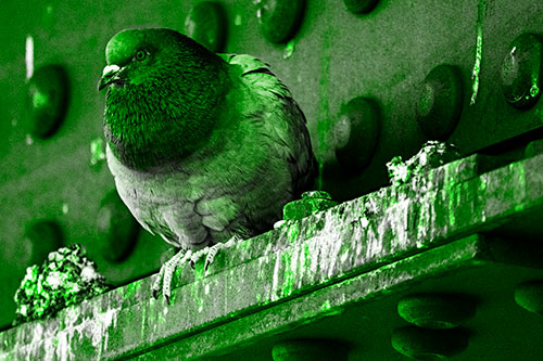 Steel Beam Perched Pigeon Keeping Watch (Green Tone Photo)