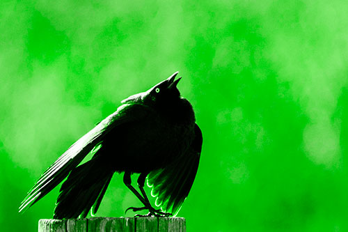 Stomping Grackle Croaking Atop Wooden Fence Post (Green Tone Photo)