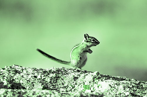 Straight Tailed Standing Chipmunk Clenching Paws (Green Tone Photo)