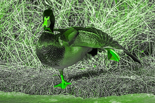 Stretching Mallard Duck Along Icy River Shoreline (Green Tone Photo)