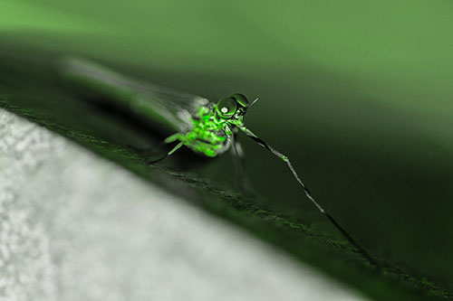 Stretching Mayfly Relaxing Among Shade (Green Tone)