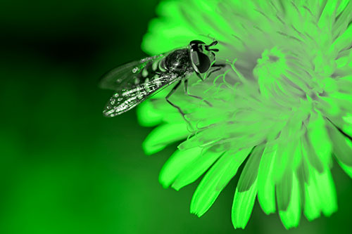 Striped Hoverfly Pollinating Flower (Green Tone Photo)